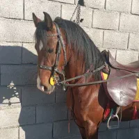 باشگاه سوارکاری عقاب