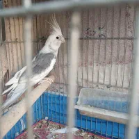 عروس هلندی نربالغ