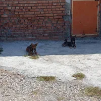 سگ پاکوتاه