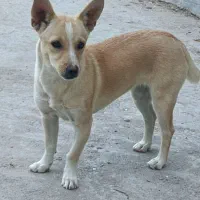 فروش سگ پا کوتاه