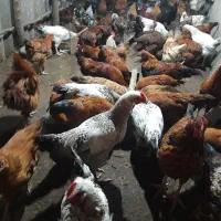 تخم مرغ محلی خوراکی و نطفه دار|خوردنی و آشامیدنی|کلاچای, |دیوار