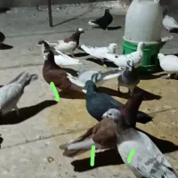 سلام این کبوترا باخت کرده