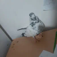 کبوتر|حیوانات|کرمانشاه, |دیوار