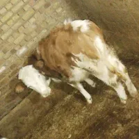 فروش گوساله|حیوانات مزرعه|بلبان آباد, |دیوار