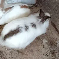 خرگوش نرو ماده