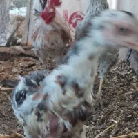 لاری جوجه محلی خروس مرغ|حیوانات مزرعه|رباط‌کریم, نصیرشهر|دیوار