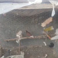 کبوتر گم شده