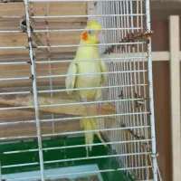 عروس هلندی نر