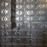 سبد میوه کاهو گوجه سیفی جات