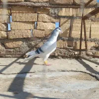 کبوتر پرشی هم جفتی|پرنده|دشتابی, |دیوار