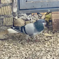 بدرنگ|حیوانات|شیراز, کفترک|دیوار