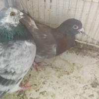 ۷تا کبوتر رنگی