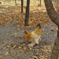 خروس امپراطور|حیوانات مزرعه|بوئین و میاندشت, |دیوار