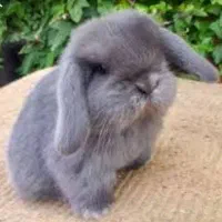 کلینیک تخصصی خرگوش مینی لوپ مینیاتوری اخذشناسنامه|موش و خرگوش|کرمان, |دیوار