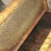 فروش عسل منطقه پادنا (پای کوه دنا)|خوردنی و آشامیدنی|سمیرم, |دیوار