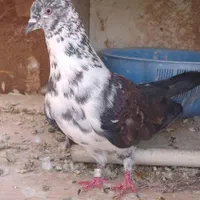 کبوترپرشی|پرنده|اصفهان, کارلادان|دیوار