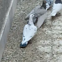 سار  سبز|پرنده|بردسکن, |دیوار