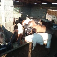 فروش‌بزغاله‌های‌چاق‌‌نر|حیوانات مزرعه|سیمین شهر, |دیوار