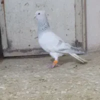 کبوتر|پرنده|نیشابور, فضل|دیوار