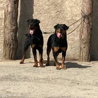 روت وایلر تیپ امریکایی