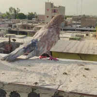 تاف زرد