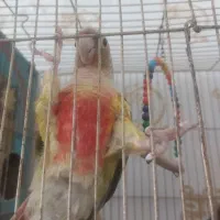 فروش پرنده گرینچیک