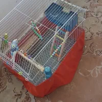 مرغ عشق ..خرگوش.