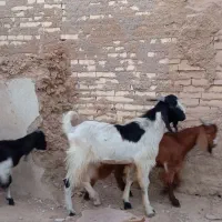 فروش سه عدد کهره نر