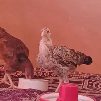 جف جوجه چابهاری فقط فقط معامله