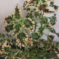 گلهای خانگی