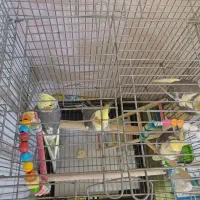 عروس هلندی|پرنده|تهران, والفجر (افسریه)|دیوار