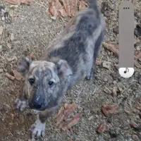 ماده سگ های خراسانی و سرابی اصیل|سگ|ورامین, ورامین|دیوار