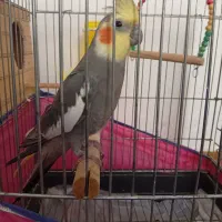 عروس هلندی نر ماده