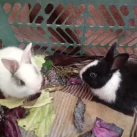 بچه خرگوش