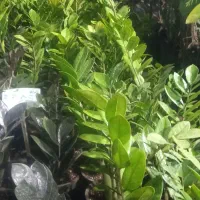 فروش گلهای اپارتمانی و تزئینی خاص|گل و گیاه طبیعی|مشکین‌دشت, |دیوار