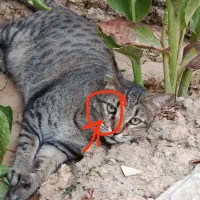 گربه گمشده|حیوانات|چهاردانگه (تهران), |دیوار