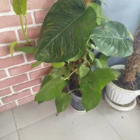 محصولات ارگانیک و تقویت خاک