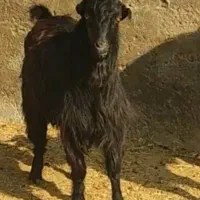 نر بز بزغاله نر