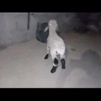 بره شیرخوار|حیوانات مزرعه|زهک, |دیوار