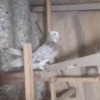 پرنده کبوتر|پرنده|ری, شهید غیوری (ابن باویه)|دیوار