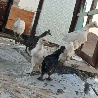 جوجه سلطان.مرندی.دورگ|حیوانات مزرعه|مهدی شهر, |دیوار