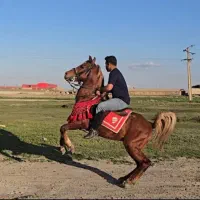 اسب دره شور