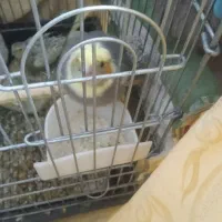 عروس هلندی سخنگو|پرنده|رباطکریم, نصیرشهر|دیوار