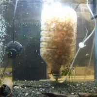 مدیا معلق و شناور مدل k3 سامپ آکواریوم ماهی|ماهی|تهران, پونک|دیوار