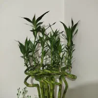 بامبو تایلندی جوانه اصل ریشه دار 115 سانتی|گل و گیاه طبیعی|تهران, مسعودیه|دیوار