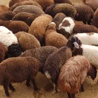 ۳۲ بره شیری بفروش میرسد