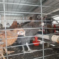 جوجه مرغ خروس بومی محلی تخمگذار لوهمن آمروک پاسیاه|حیوانات مزرعه|شیراز, دودمان|دیوار