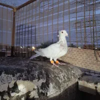 نر کوهی کاکولی|پرنده|شوشتر, |دیوار