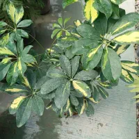 گلهای طبیعی|گل و گیاه طبیعی|گلپایگان, |دیوار