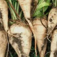 فروش چغندر به صورت عمده و خورده